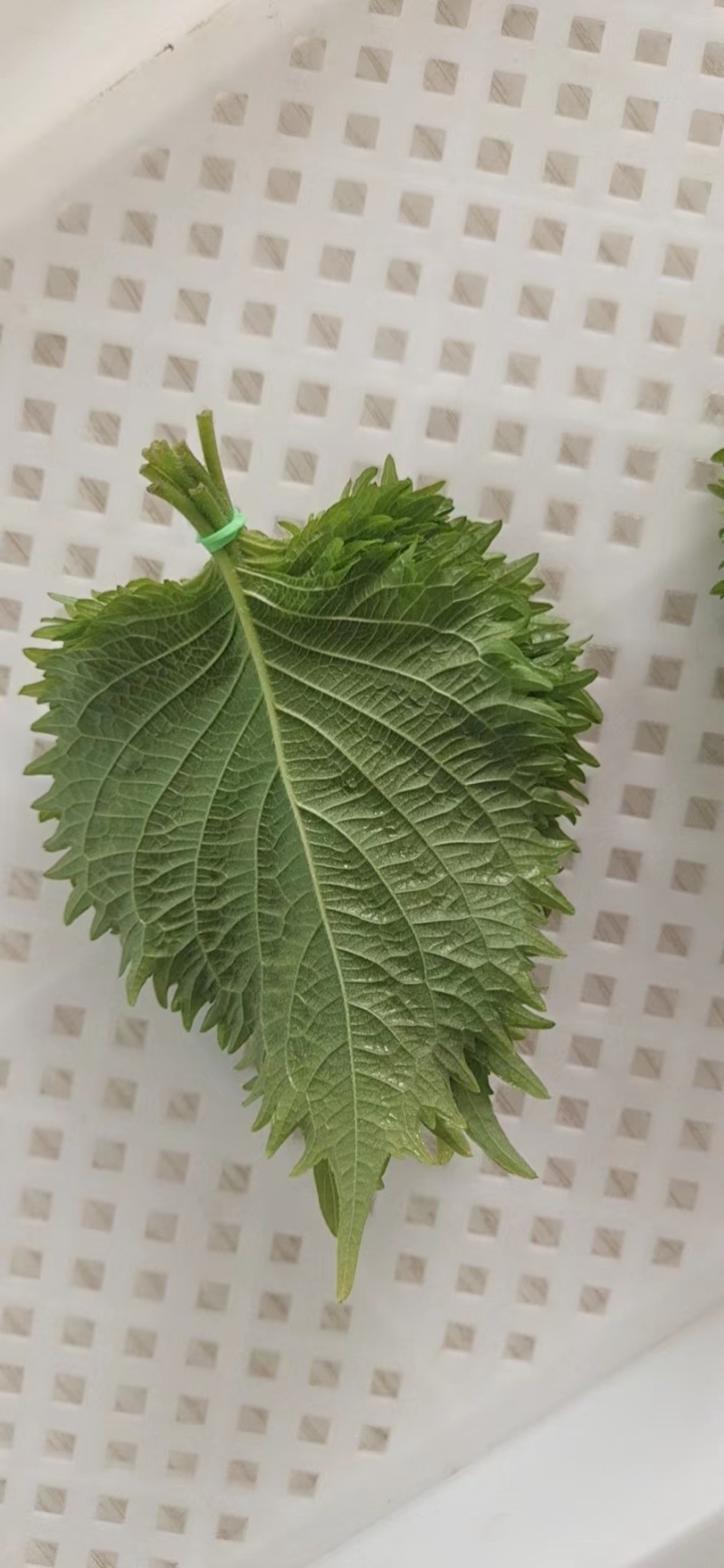 紫苏叶，通货散装价格优惠，产地直供，欢迎电联采购