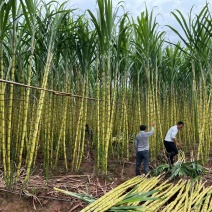 云南甘蔗苗黄皮甘蔗苗一手货源基地直发质量保证长期供应