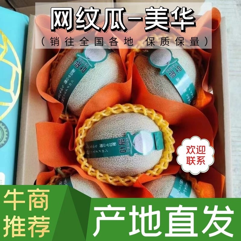 山东甜瓜美华玫珑网纹甜瓜鲁厚甜种植产地麻纹好看棚定货