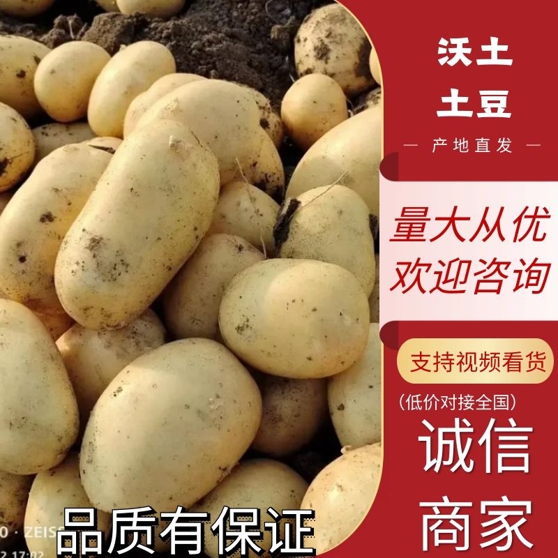 河南通许土豆希森，V7.沃土，荷兰，多品种规格大量上市