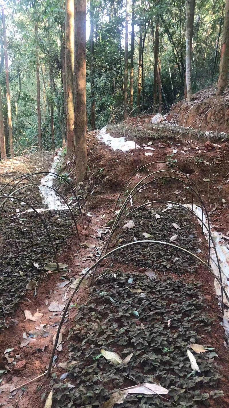 【产地直供】福建本地林下种植12个月左右金线莲保质保量电联