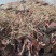 【产地直供】福建本地林下种植12个月左右金线莲保质保量电联