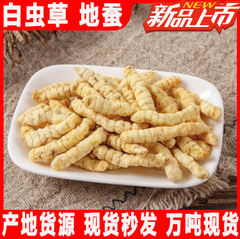 江湖地摊展会货源批发中药材草石蚕地蚕土冬虫草白虫草量大