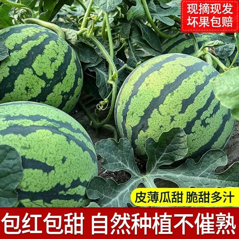 西瓜费县甜王西瓜，产地直发，八斤起步，纯黑籽口感脆甜多汁