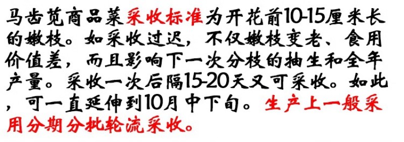 马齿笕种子野菜种籽野生食用保健长寿菜蒲公英庭院阳台绿植