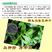 马齿笕种子野菜种籽野生食用保健长寿菜蒲公英庭院阳台绿植
