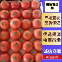 【西红柿】河北硬粉西红柿产地直发可视频品质保证