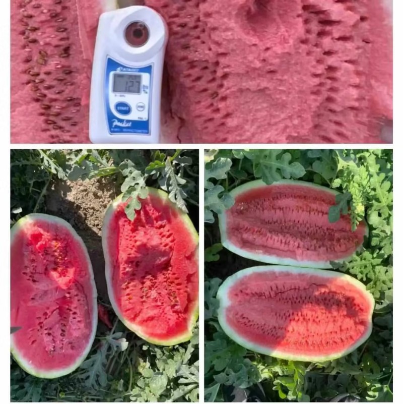 宁夏石头瓜大量上市，口感好价格实惠，欢迎咨询