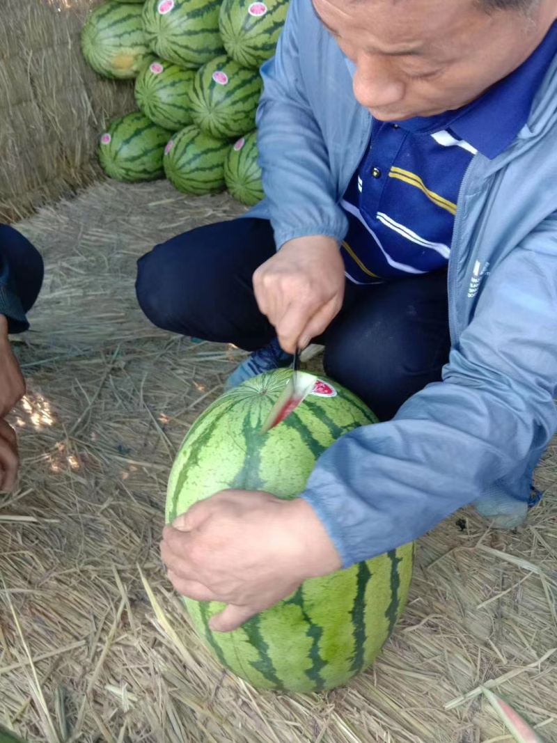 【荐】甘肃硒砂瓜本地西瓜合作社供应市场商超电商