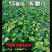【洛薯13】脱毒原原种级红薯苗质量保证品种纯正