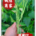 【洛薯13】脱毒原原种级红薯苗质量保证品种纯正