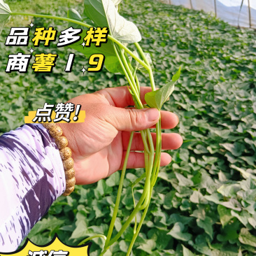 【商薯19】脱毒原原种级别红薯苗存活率高欢迎咨询