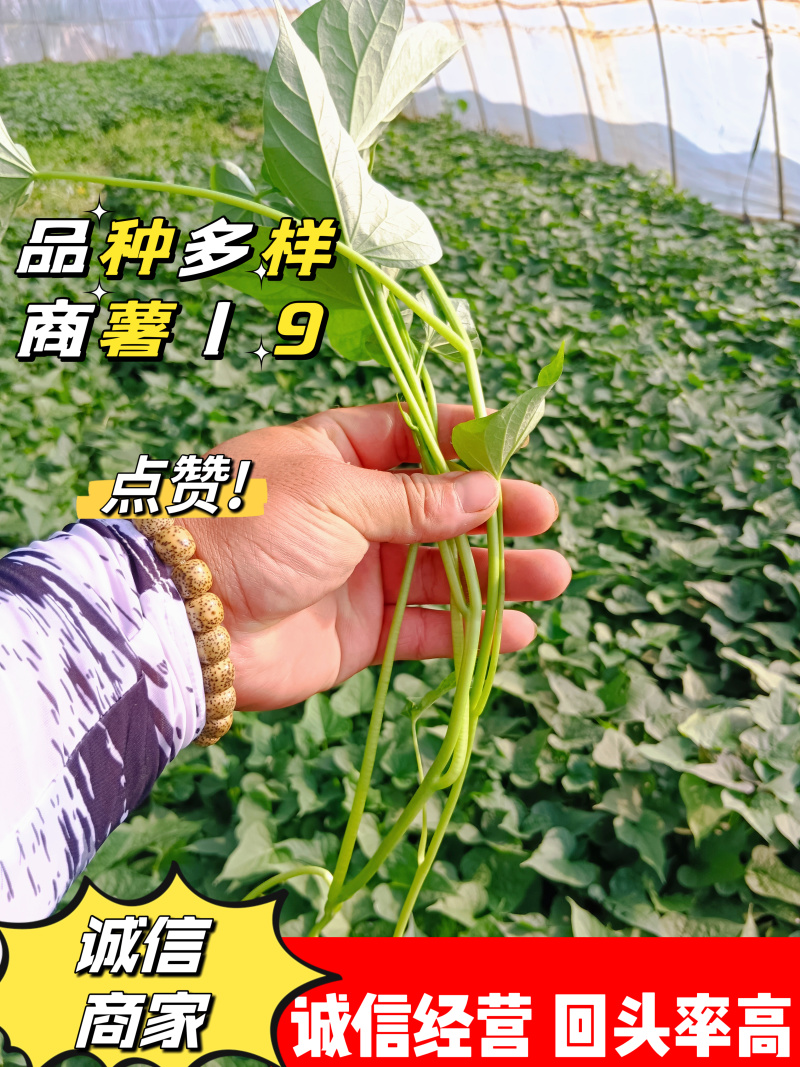 【商薯19】脱毒原原种级别红薯苗存活率高欢迎咨询
