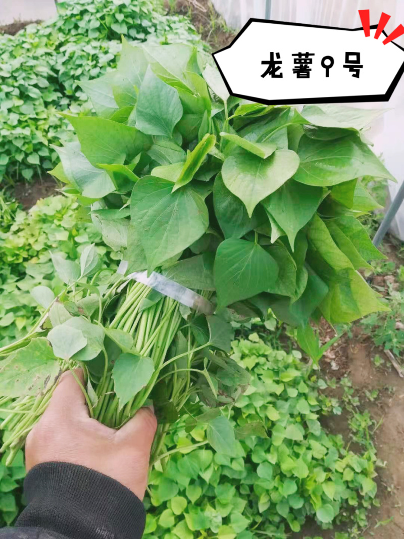 【龙薯9】脱毒原原种级别品种齐全产地直发