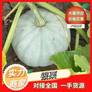 湖北银板栗大量上市中！大基地货源充足，品质好