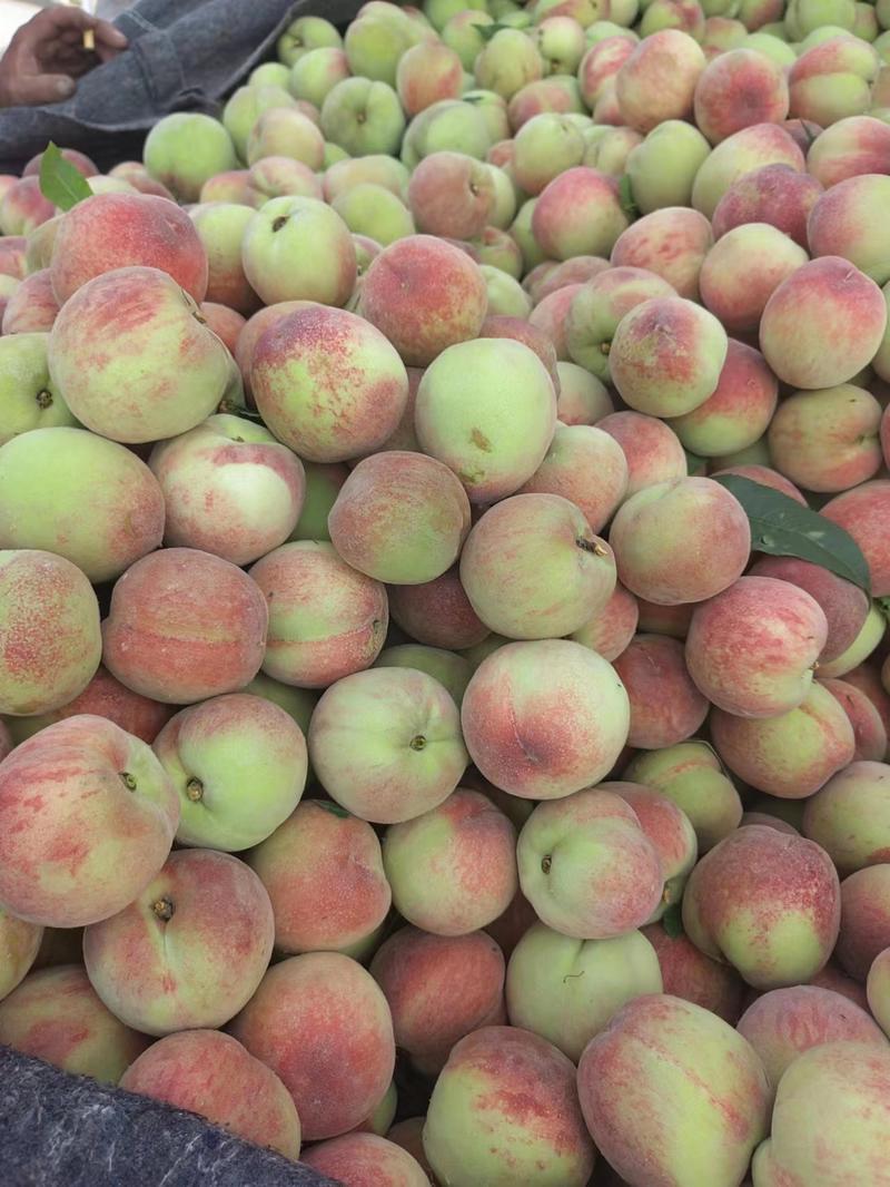 河北水蜜桃，青红毛桃，品质保证全国发货欢迎联系