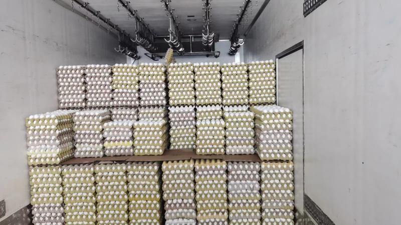 【实力推荐】山东白皮鸡种蛋质量精品大量上市中