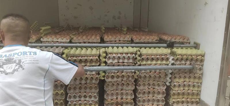 【实力推荐】山东红皮种蛋质量精品大量上市中