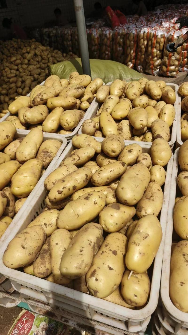 精品【荷兰十五】土豆个头均匀对接电商市场商超等各类客户