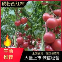 硬粉西红柿大量供应对接中价格优惠货源充足全国代发