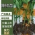 山东辣椒苗大果型牛角椒苗羊角椒苗螺丝椒苗线椒苗品种齐全