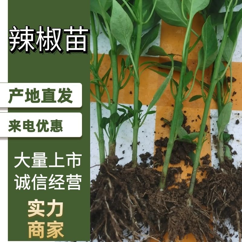 山东辣椒苗大果型牛角椒苗羊角椒苗螺丝椒苗线椒苗品种齐全