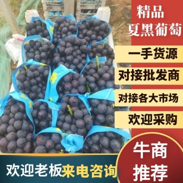 山东优质夏黑葡萄产地直发供应商超电商市场欢迎来电