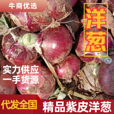 精品紫皮洋葱，支持视频看货，需要的老板联系，质量有保障