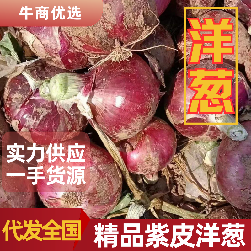 精品紫皮洋葱，支持视频看货，需要的老板联系，质量有保障