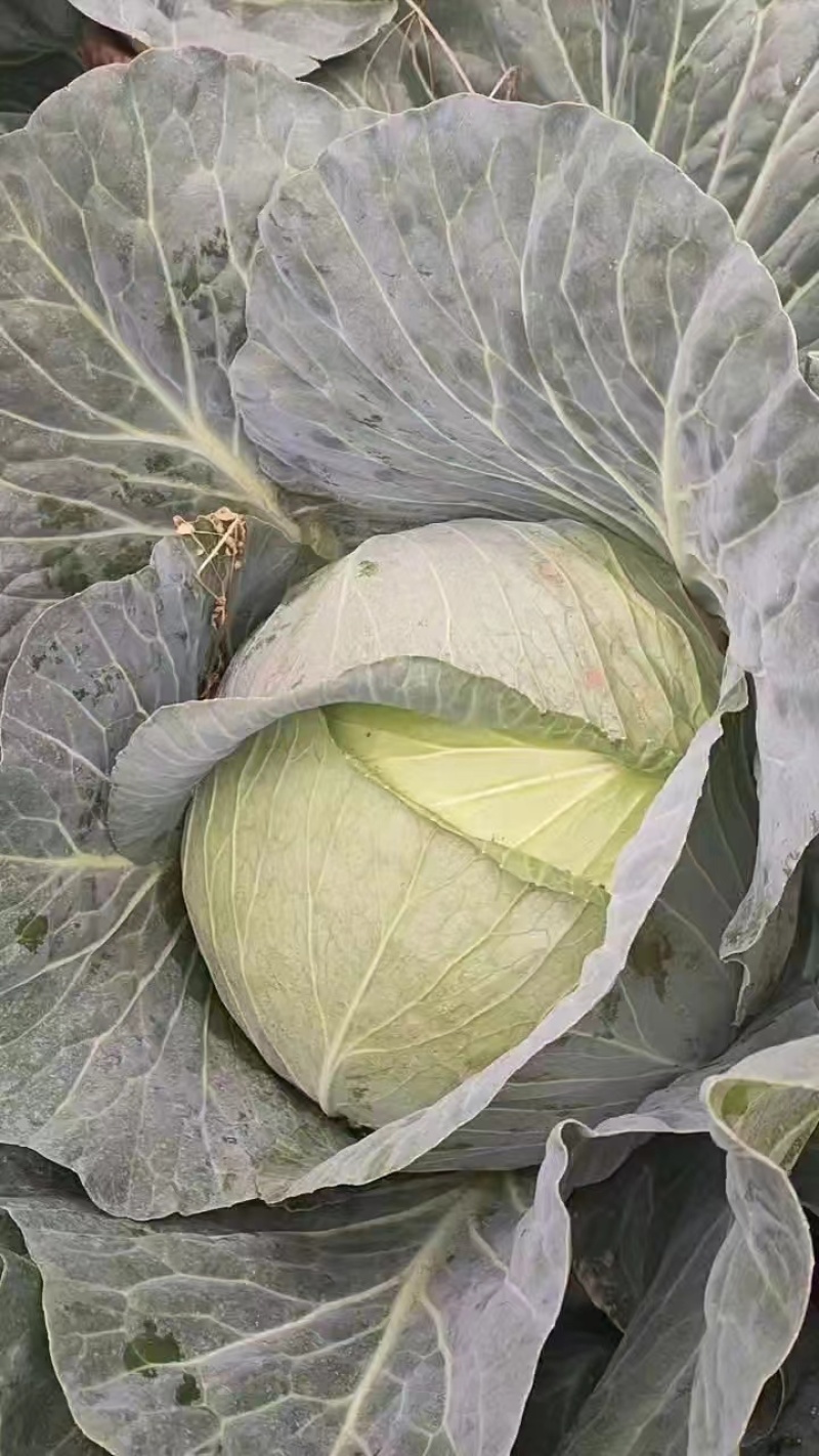 【量大从优】精品平包菜现货供应平包欢迎电联