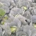 【量大从优】精品平包菜现货供应平包欢迎电联