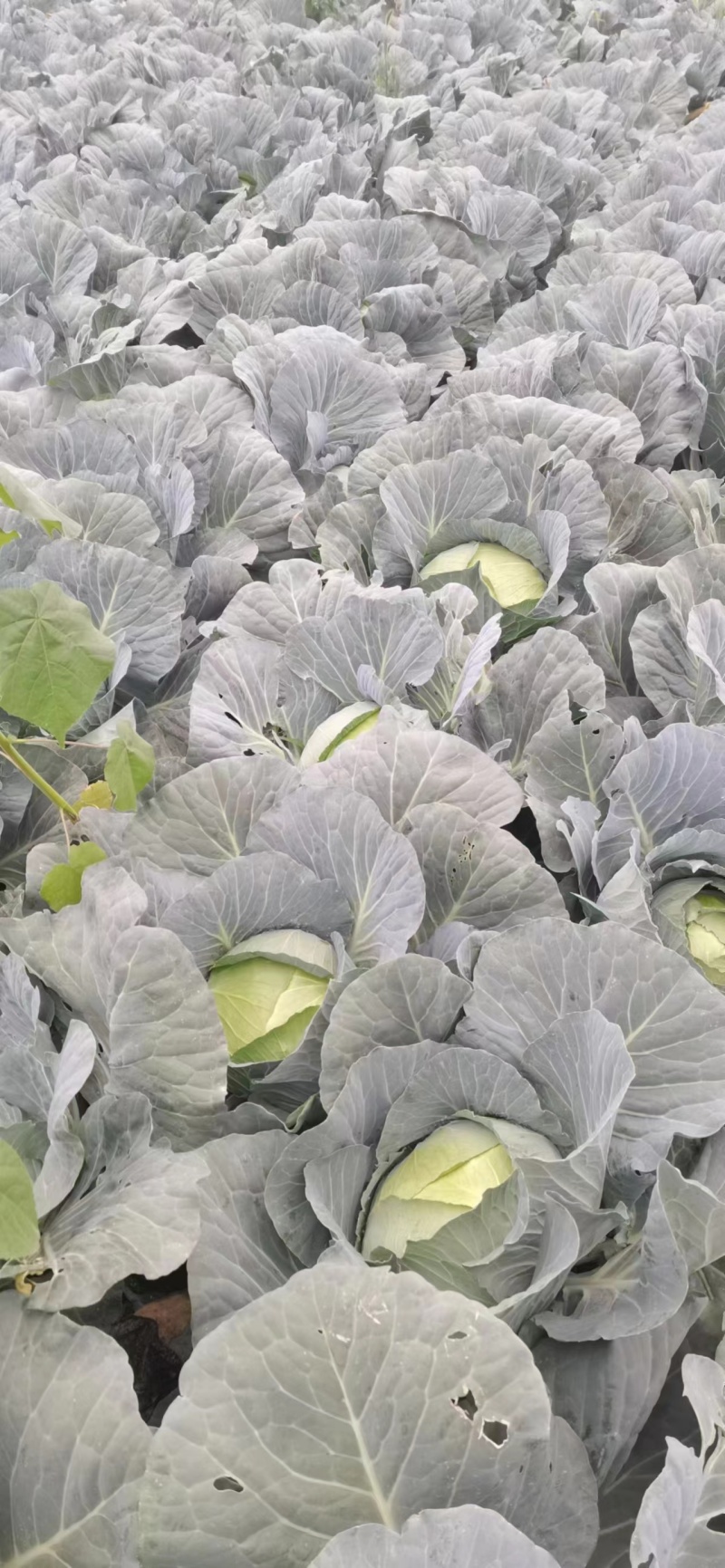【量大从优】精品平包菜现货供应平包欢迎电联
