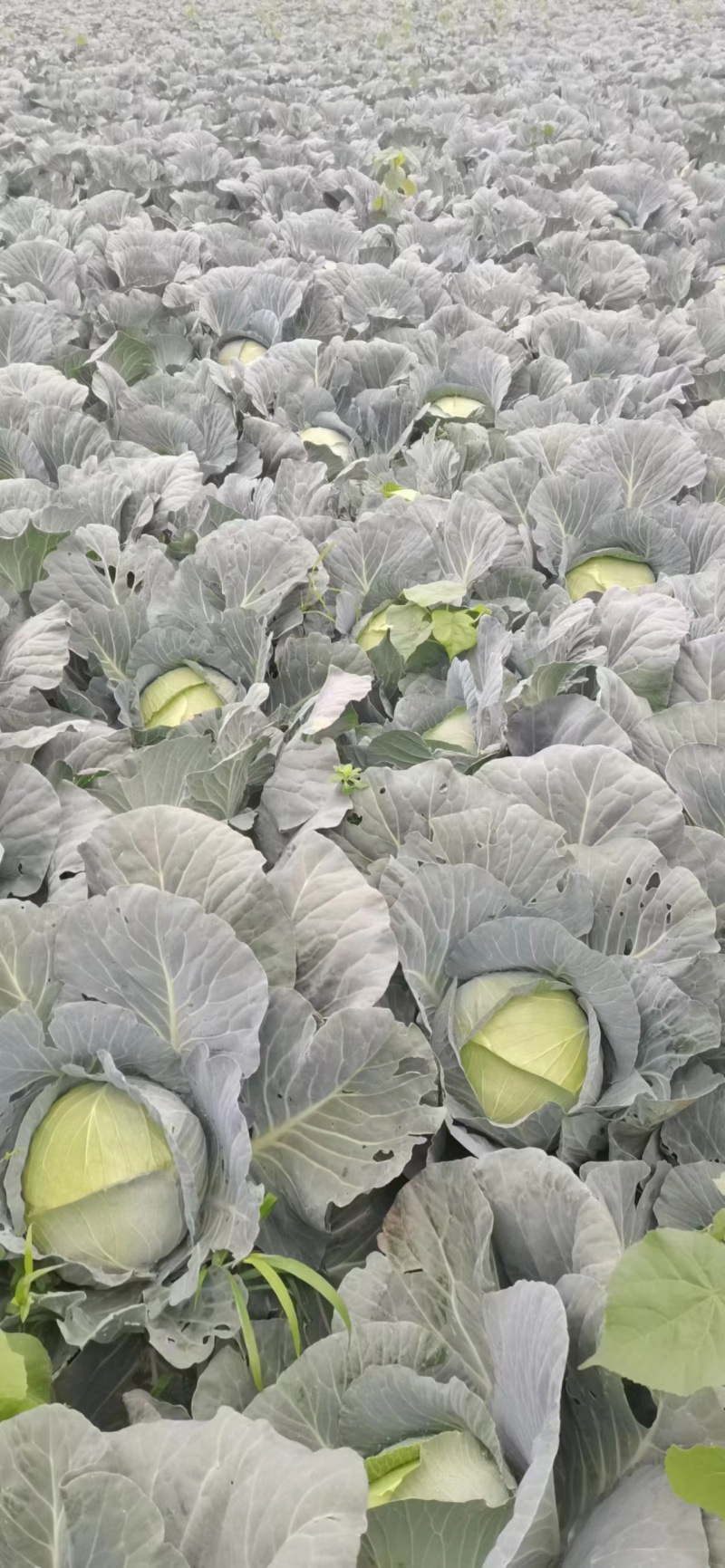 【量大从优】精品平包菜现货供应平包欢迎电联