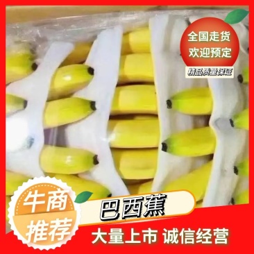 云南抗病苗巴西蕉，欢迎各位老板联系