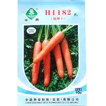 H1182胡萝卜种子水果萝卜四季春季秋冬蔬菜农家胡萝卜