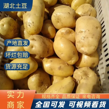 实验一号黄皮黄心产地直发量大从优