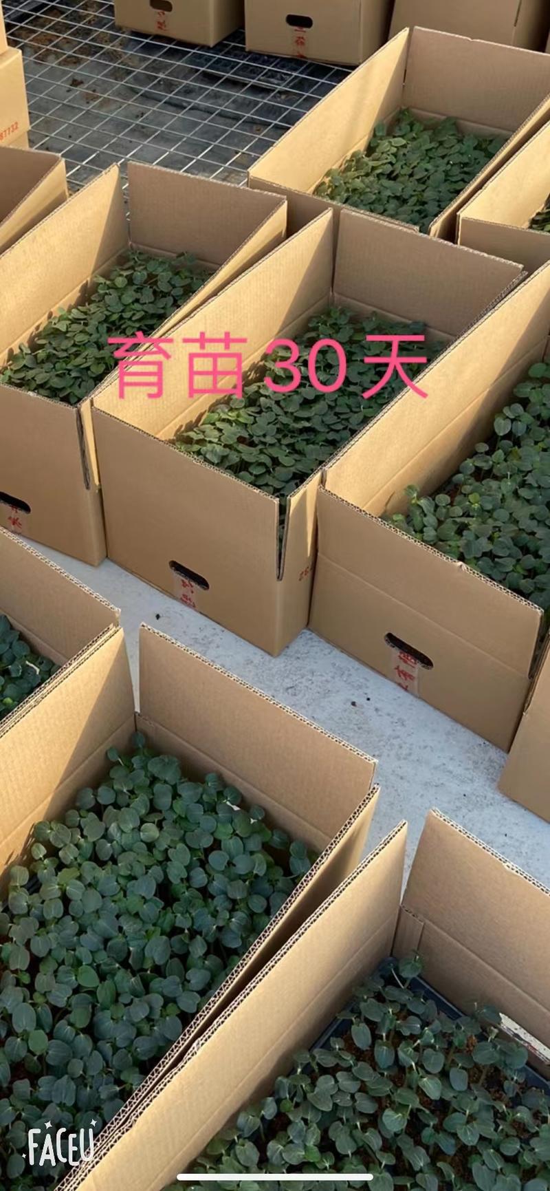 【热卖推荐】水果秋葵种苗带土成活率高产量高支持全国发货
