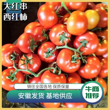 【好货不断】大红串西红柿价格实惠量大从优老板好客