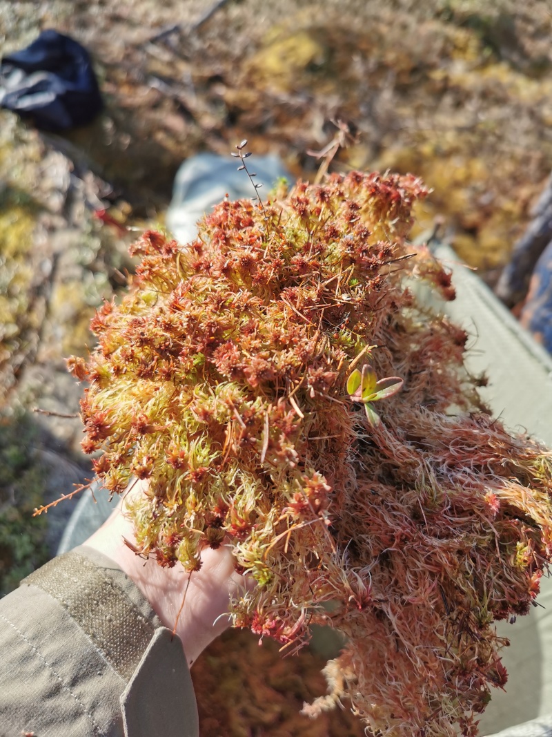 【一手货源】内蒙古本地水苔大量供应可视频看货欢迎来电