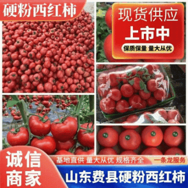 山东费县万亩西红柿产地直供现摘现发量大价优欢迎来电订购