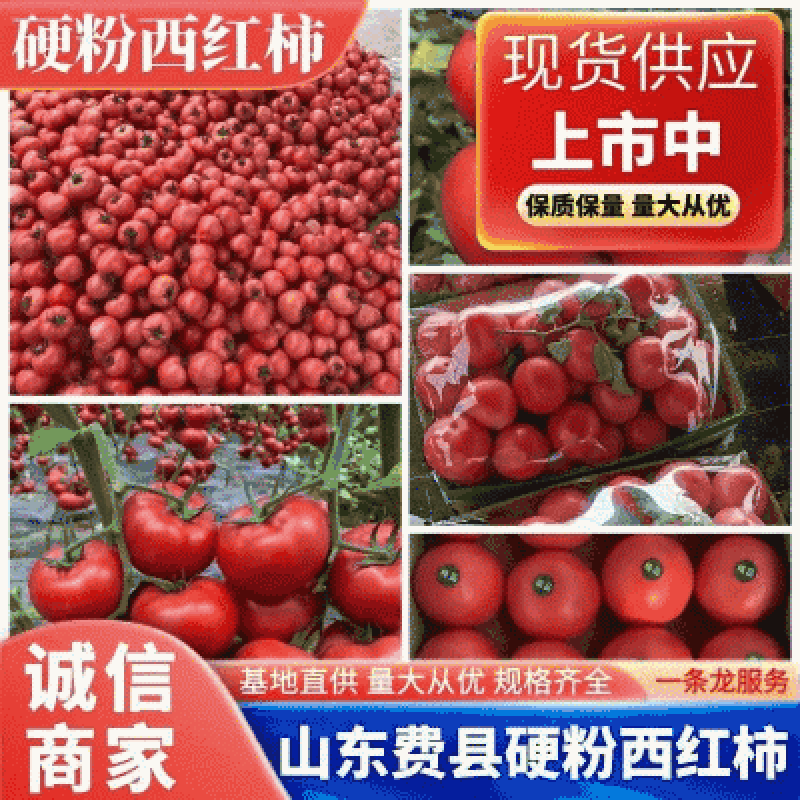 山东省临沂费县万亩硬粉西红柿大量上市现摘现发可农超对接