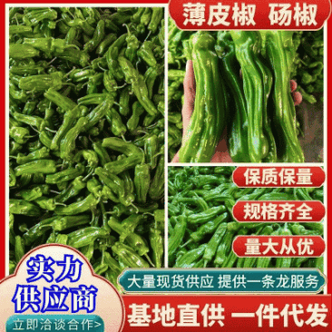【鲜辣椒】山东精品薄皮椒现摘现发供应各大市场电商商超