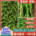 【鲜辣椒】山东精品薄皮椒现摘现发供应各大市场电商商超