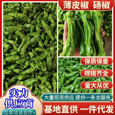 【鲜辣椒】山东精品薄皮椒现摘现发供应各大市场电商商超