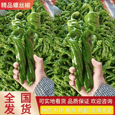 【费县螺丝椒】螺丝椒万亩基地现摘现发持续供应欢迎咨询