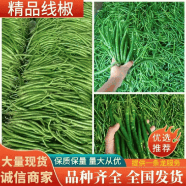 【费县线椒】线椒大量供应中产地一手货源可实地看货