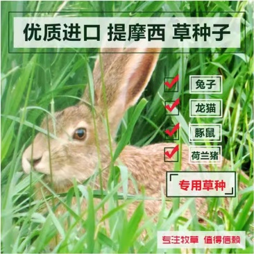 进口提摩西草种子猫尾草牧草种子梯牧草兔豚鼠龙猫荷兰猪草籽