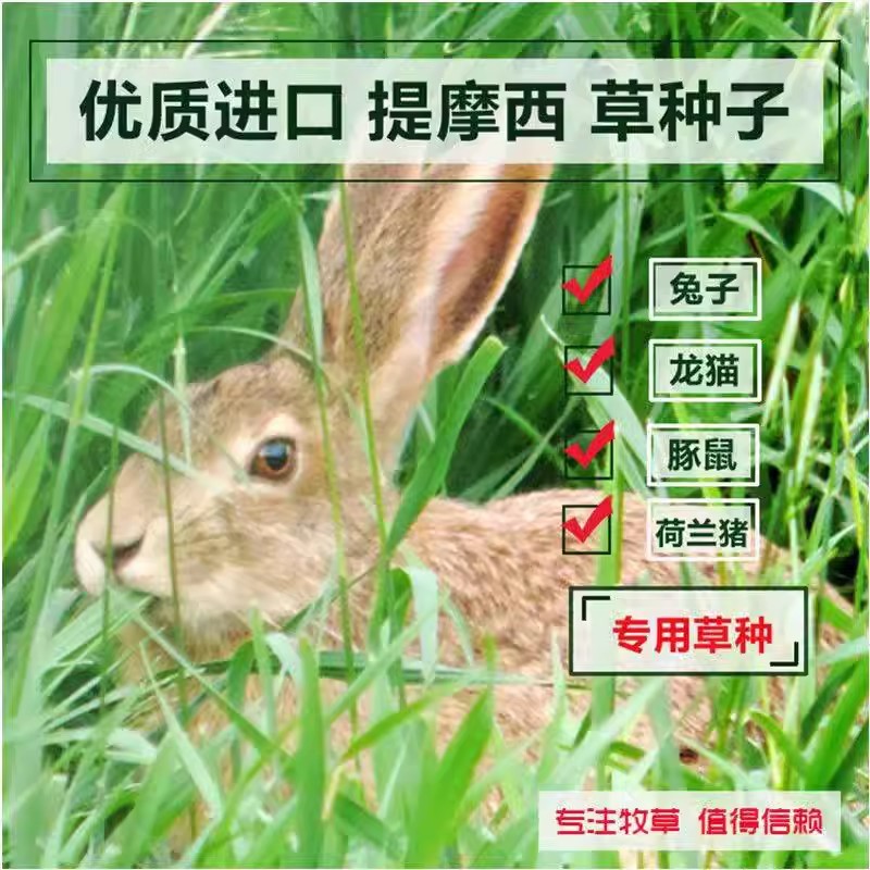 进口提摩西草种子猫尾草牧草种子梯牧草兔豚鼠龙猫荷兰猪草籽