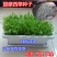 进口提摩西草种子猫尾草牧草种子梯牧草兔豚鼠龙猫荷兰猪草籽
