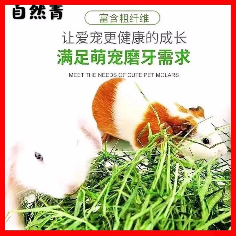 进口提摩西草种子猫尾草牧草种子梯牧草兔豚鼠龙猫荷兰猪草籽